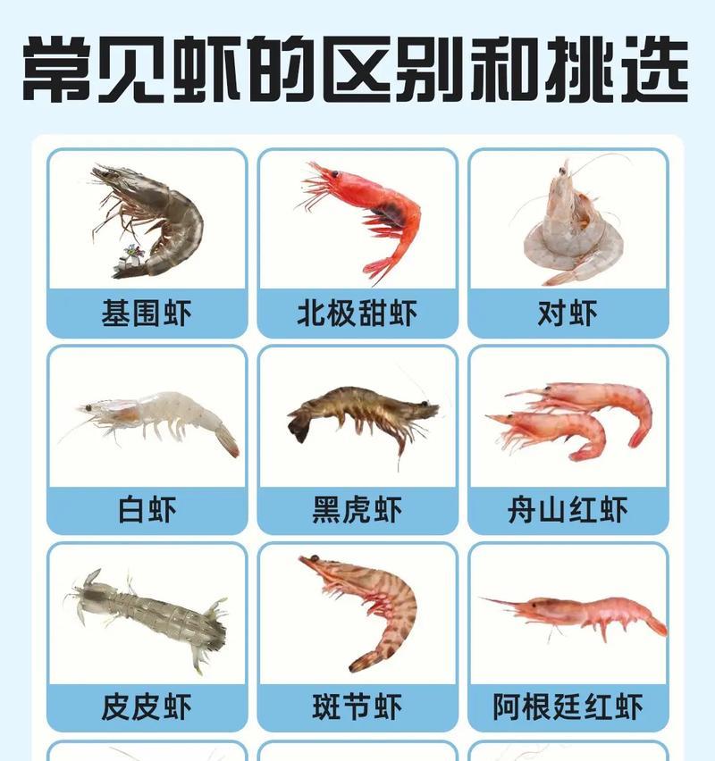 虾的种类及其特点（探索虾类的多样性与美味）
