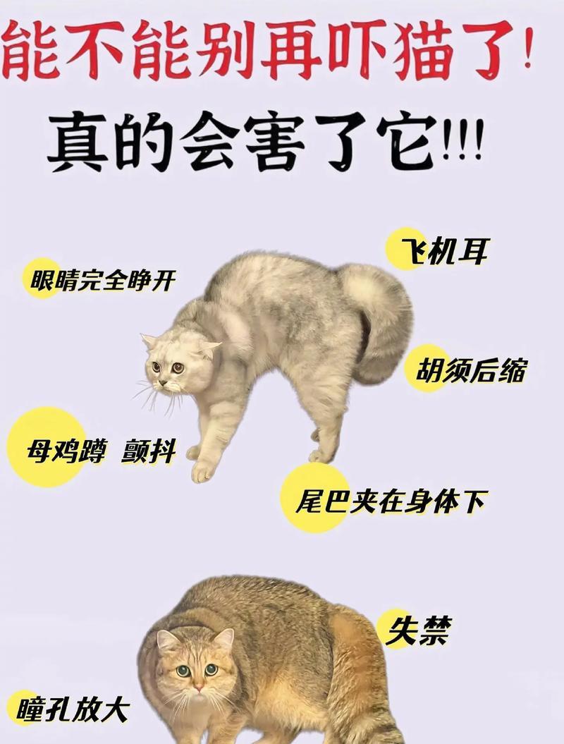 拉布拉多犬的行为惩罚与禁忌（了解如何正确对待拉布拉多犬，避免伤害与惩罚）
