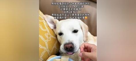 毛犬美容秘籍（探索以毛犬吃什么才对毛发好，让你的爱犬拥有健康亮丽的毛发）