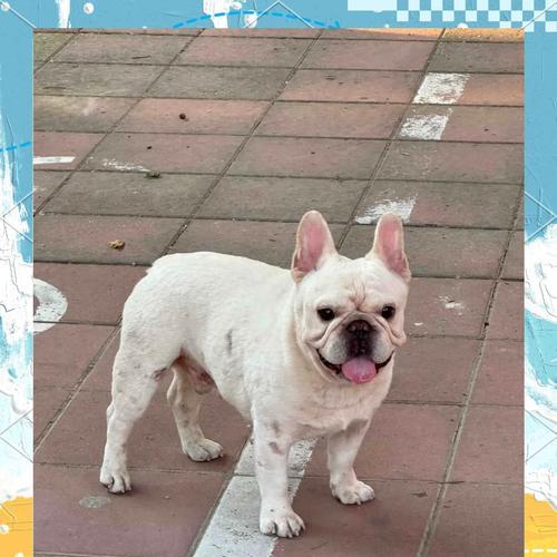 认识常见的五种斗牛犬（探索斗牛犬世界的五大品种）