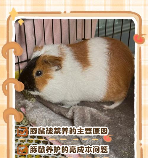 荷兰猪的寿命有多久？（探究荷兰猪的寿命及其影响因素）
