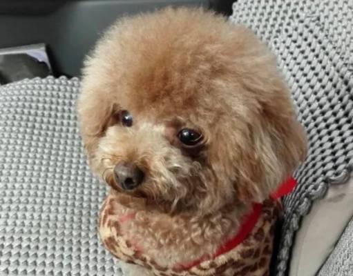 大型短毛母犬品种介绍（了解大型短毛母犬的特点和适应环境）