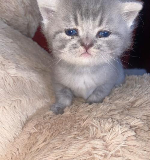 探秘刚满月猫咪的排便规律（了解猫咪排便习惯，关爱它们的健康）