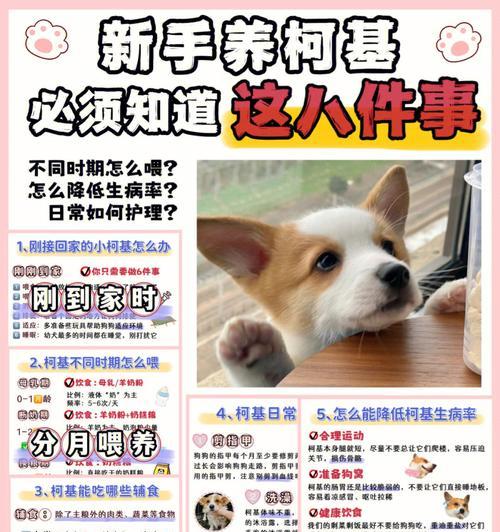 柯基犬喂养的6种方法（健康成长的关键）