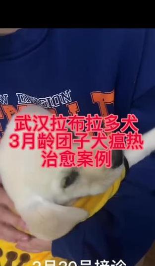 小狗犬瘟热（研究揭示）