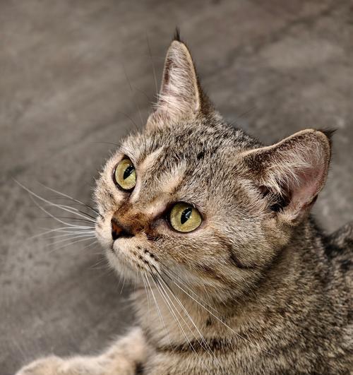 猫狂犬疫苗接种频率研究（宠物保健必备，关注猫咪狂犬疫苗接种间隔）