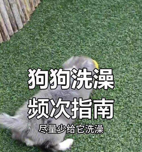 狗狗洗澡的最佳时间是什么时候？（掌握狗狗洗澡的时间，给它一个舒适的洗澡体验）