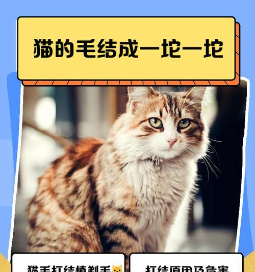 布偶猫的毛剃了多久能长出来？（解密布偶猫毛剃长周期，细数其成长秘密！）