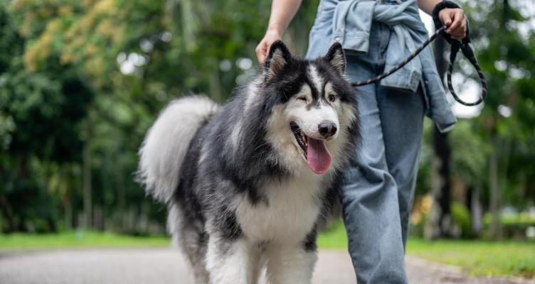 阿拉斯加幼犬的毛发换新周期（探索阿拉斯加幼犬换毛的规律和护理方法）