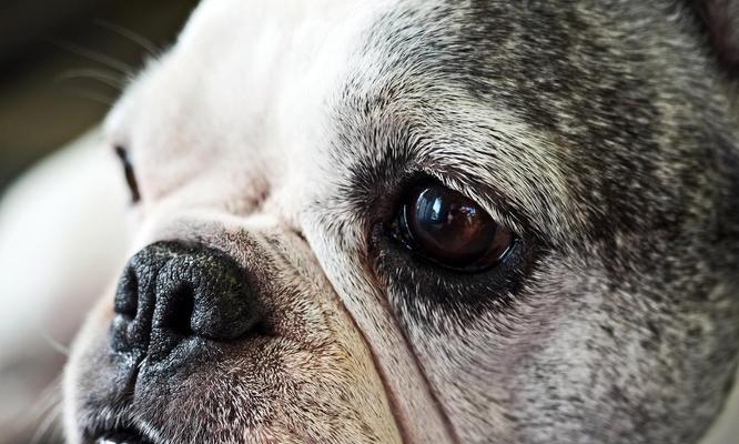 犬泪腺疾病（泪腺堵塞、泪液过多等问题如何解决？）