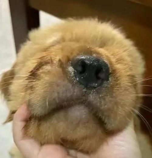 狗狗犬瘟热的症状与防治措施（揭开狗狗犬瘟热的神秘面纱，保护我们的毛茸好伙伴）