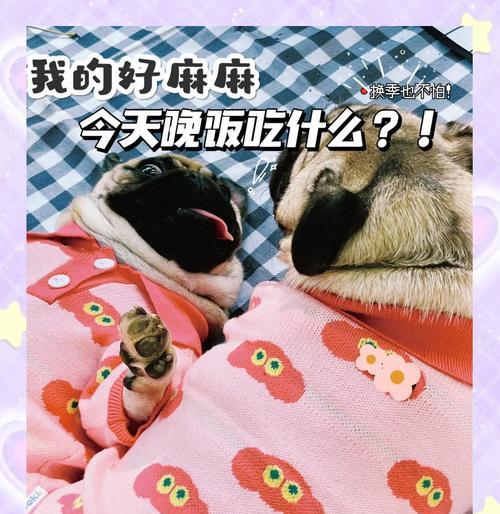 自制狗狗饭，味道好又营养（用心为爱宠打造美味健康饮食）