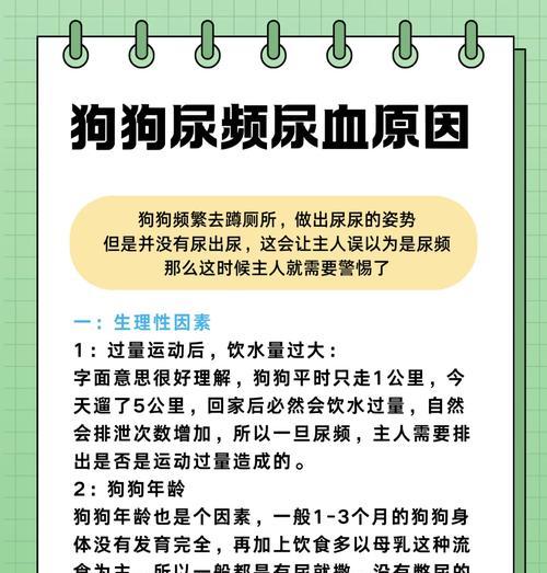 探究狗狗肾炎的症状及处理方法（狗狗肾炎的常见症状与预防措施）