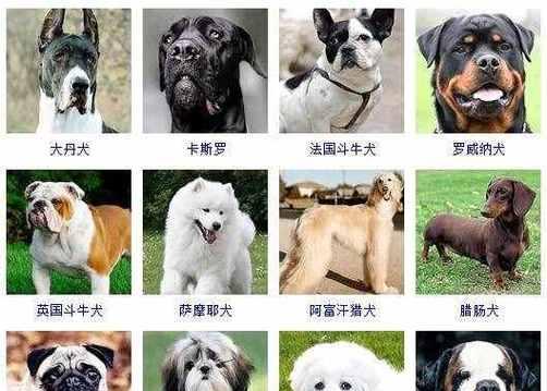 探索小型宠物狗的多样品种世界（了解各种小型宠物狗品种特点及适应环境，选择最适合你的伴侣）