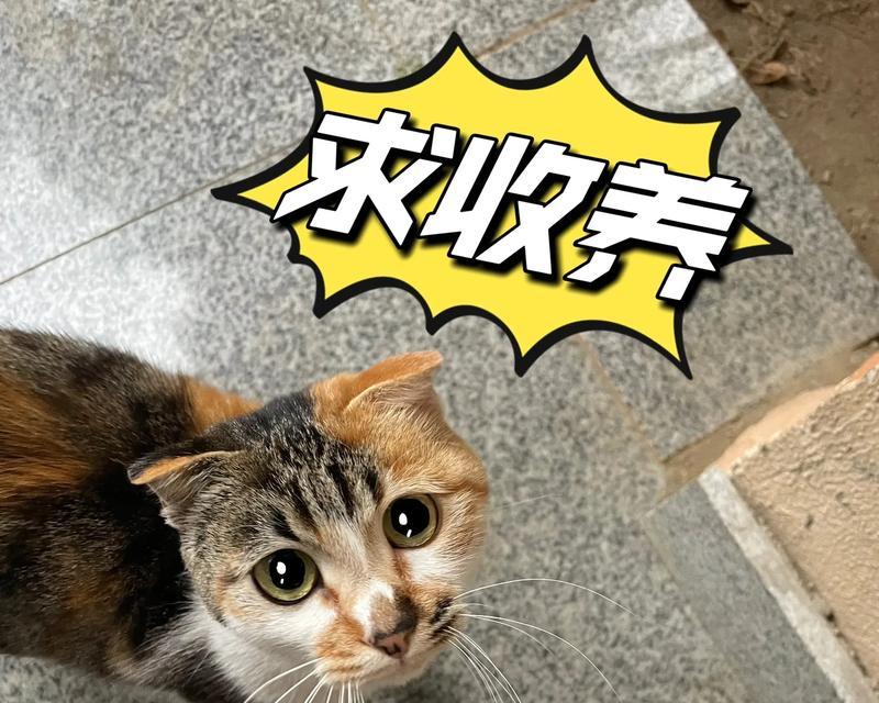 折耳猫的价格是多少？（了解折耳猫价格的相关信息）