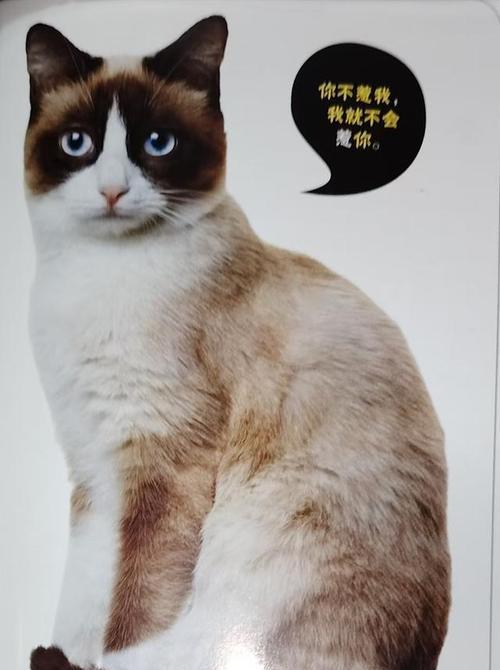 现代社会中流行的宠物种类及其特点（探索宠物世界，了解不同的陪伴方式）