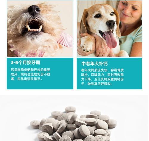 金毛犬何时开始补钙？（科学补钙的重要性及适宜时机分析）