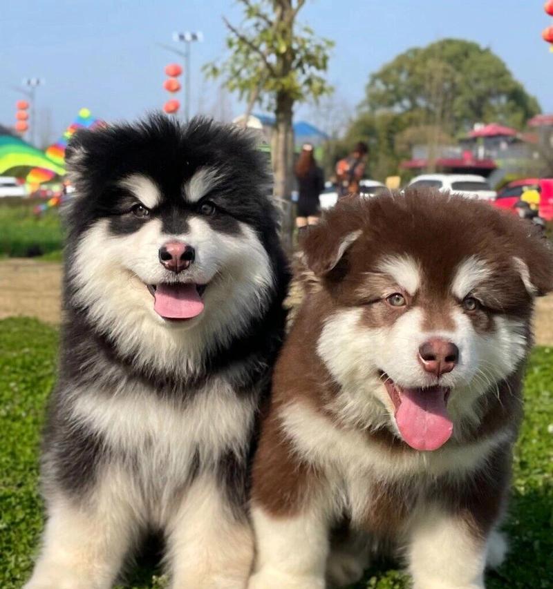成年阿拉斯加犬每天应食用多少狗粮？（了解合适的饮食量，让你的阿拉斯加宠物健康成长）