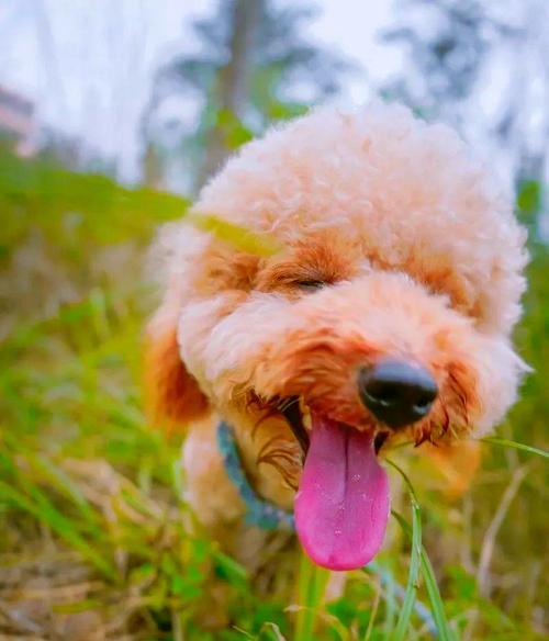 如何让泰迪犬增加体重？（掌握正确的喂养方法，让泰迪恢复健康）