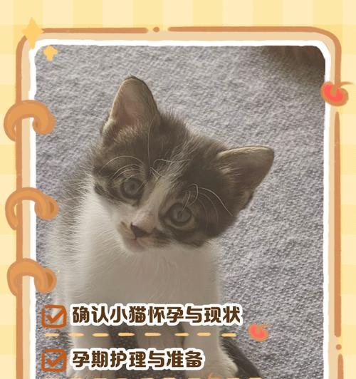 猫咪的孕育周期（了解猫咪孕育周期，合理安排洗澡时间，健康呵护母猫）