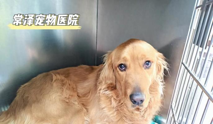 狗狗肾功能症状详解（了解狗狗肾功能衰竭的常见症状及治疗）