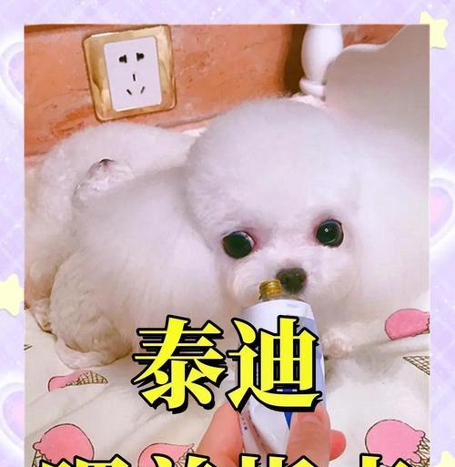 泰迪毛发护理秘籍（一招教你打理泰迪毛发，让它更加迷人可爱）