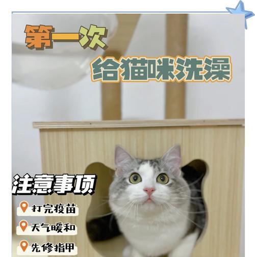 猫的伤口应该何时洗澡？（了解猫的伤口洗澡的最佳时机和注意事项）
