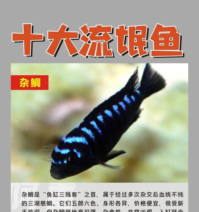 选择适合初学者的10种宠物鱼（让你轻松养鱼的最佳选择）