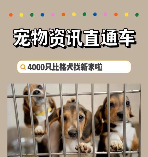 探索宠物世界（宠物世界中的新趋势、）