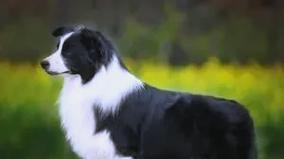 狗狗的排便周期及生育间隔时间（研究发现狗狗生育周期与排便频率的关系）