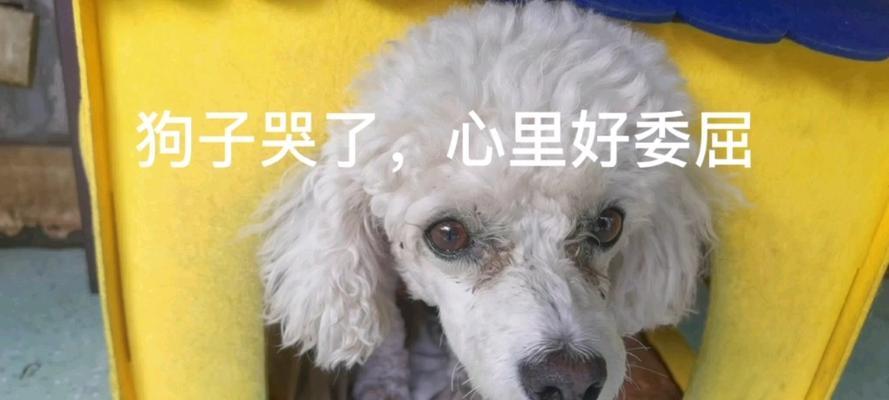 狗为何会哭流泪？如何避免狗哭流泪的问题？（探究狗哭流泪的原因以及有效的预防方法）