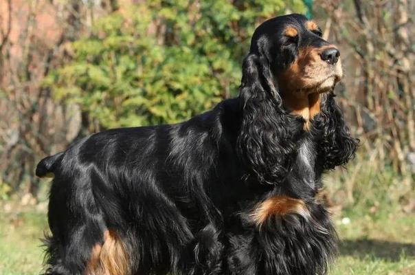 英国名犬大览（探寻英伦名犬的独特魅力）