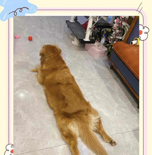 金毛幼犬的饲养指南（如何正确喂养和照顾金毛幼犬，让它健康成长）