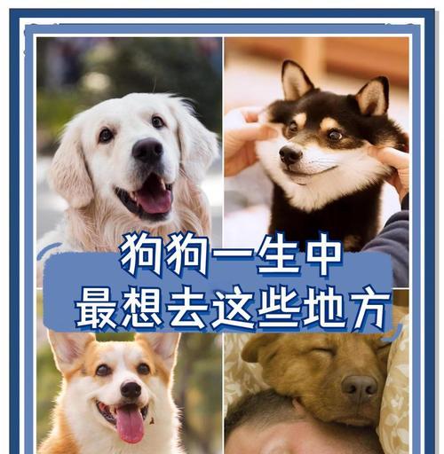 常摸狗狗，让它离不开你（探寻狗狗最喜欢的地方）