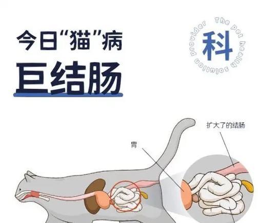 猫咪也会便秘！了解引发原因及预防措施（猫咪便秘的表现和特征，预防措施一览）
