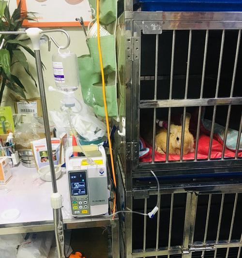 母兔子宫病变对寿命的影响（探究母兔子宫病变对生存期的影响及预防方法）