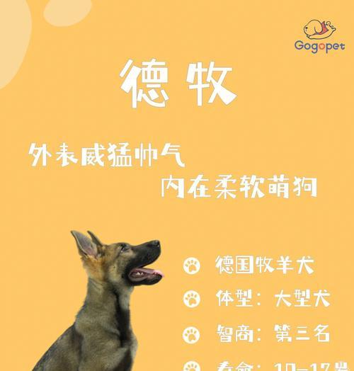 德牧幼犬的价格及挑选技巧（了解市场价位，购买理想幼犬的关键）