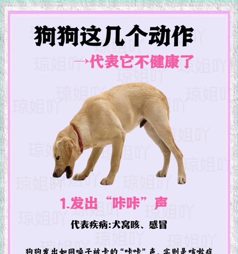 不理狗狗的时长对其健康的影响（了解狗狗需要的关爱和陪伴时间）