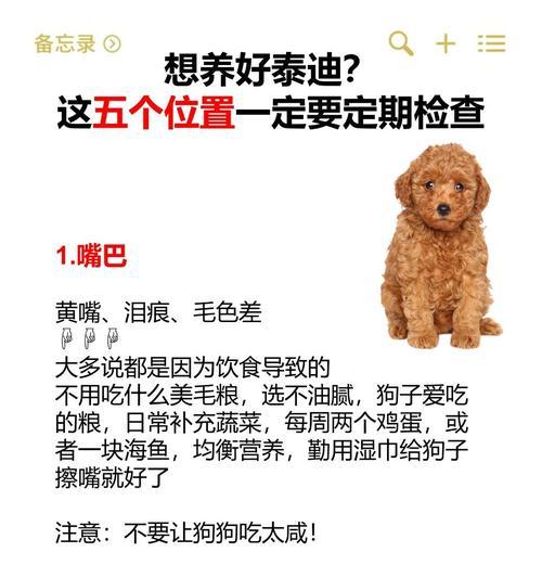 探究泰迪毛发变白的原因（七个原因揭示泰迪毛发变白，关注六个主要因素）