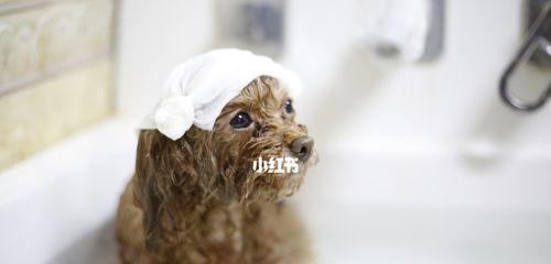 泰迪犬产后洗澡的时间和注意事项（合理安排洗澡时间，为泰迪犬产后提供适当的护理）