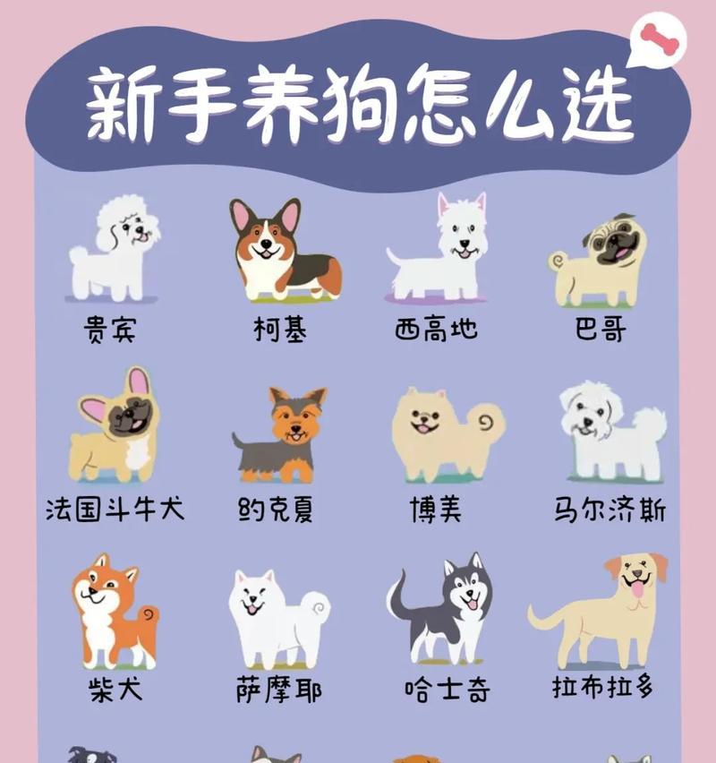 选择一只适合你的理想宠物狗（推荐这7种不贵又好上手的狗狗品种）