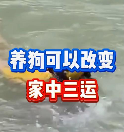 家里养狗的好处和坏处（与狗为伴的幸福生活）