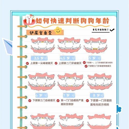 小狗换牙的时间和过程（小狗换牙周期及注意事项）