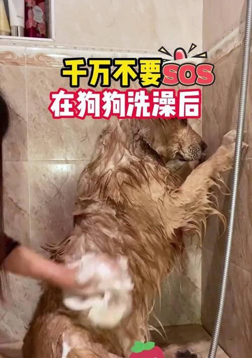 狗狗到家后多久洗澡合适？（探讨适合狗狗的洗澡时间及注意事项）