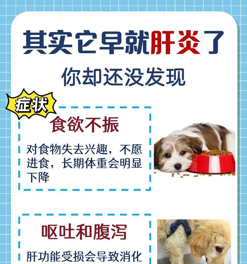 狗得肝炎，症状及预防措施一览（了解狗肝炎的症状，保护你的宠物健康）