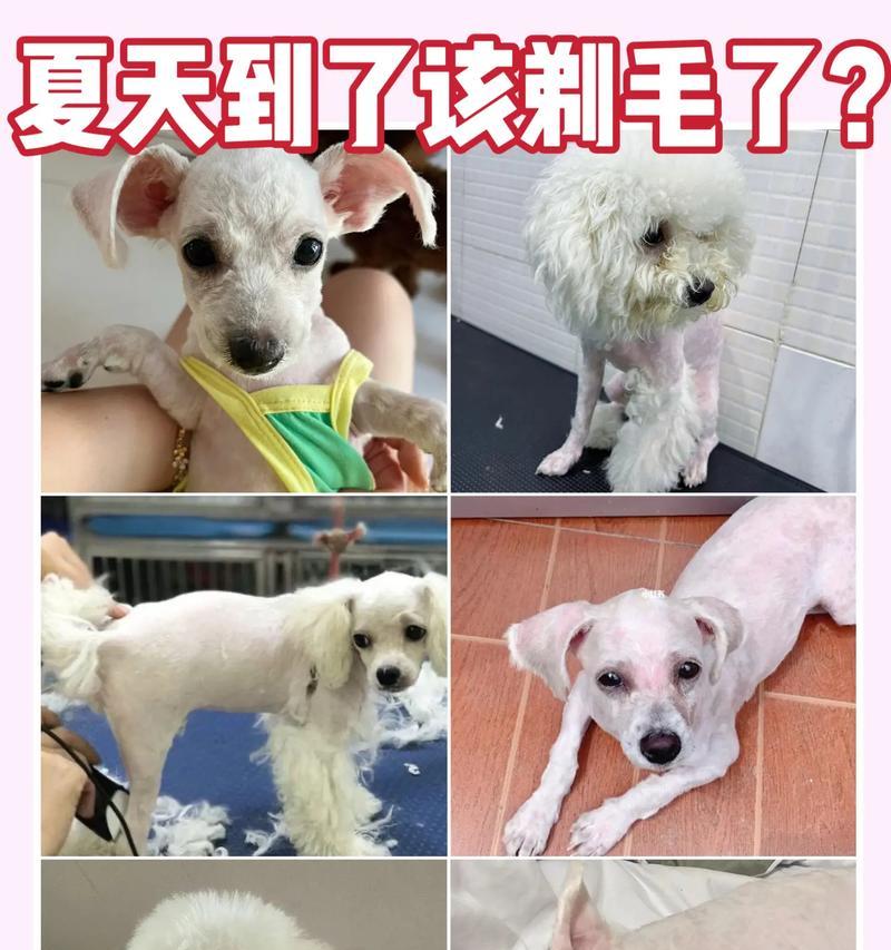 狗剃毛后需要多久才能重新长出毛发？（探寻狗剃毛后的毛发生长周期及影响因素）