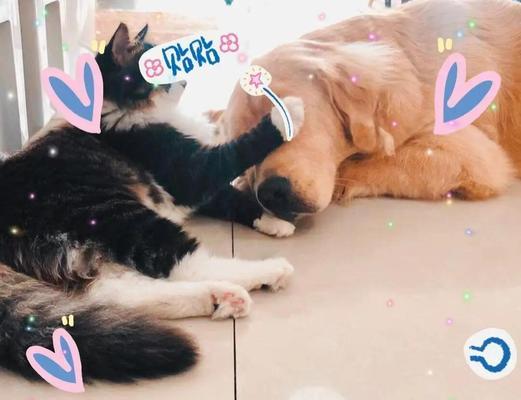 猫狗和谐相处的秘诀（揭秘让猫狗和谐相处的关键步骤）
