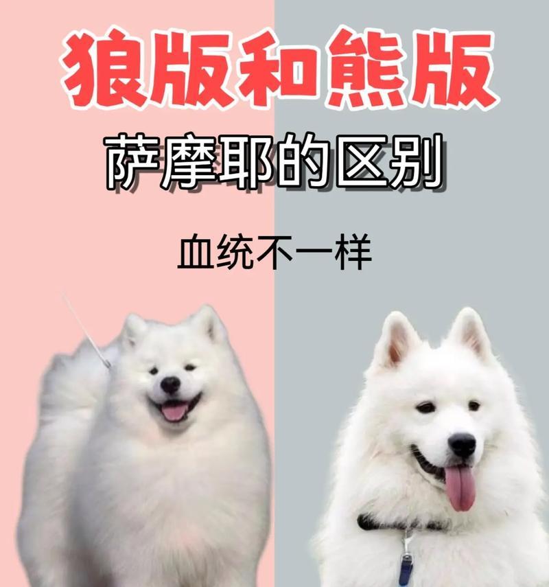 大白熊犬的价格及品种解析（探寻大白熊犬的价格区间及与萨摩耶的关系）