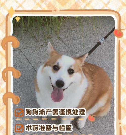 狗流产的时间及影响因素分析（狗怀孕多久能自然流产？影响狗流产时间的因素有哪些？）