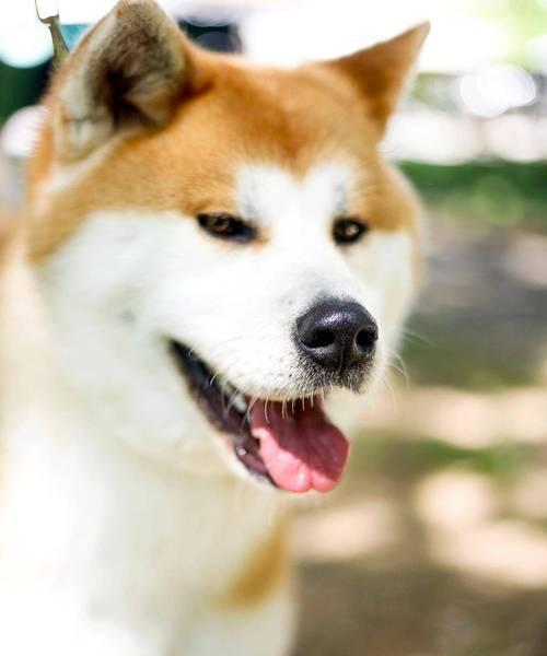 秋田犬与柴犬（发掘优点与体验不同魅力，揭示日本两大犬种的差异与特点）